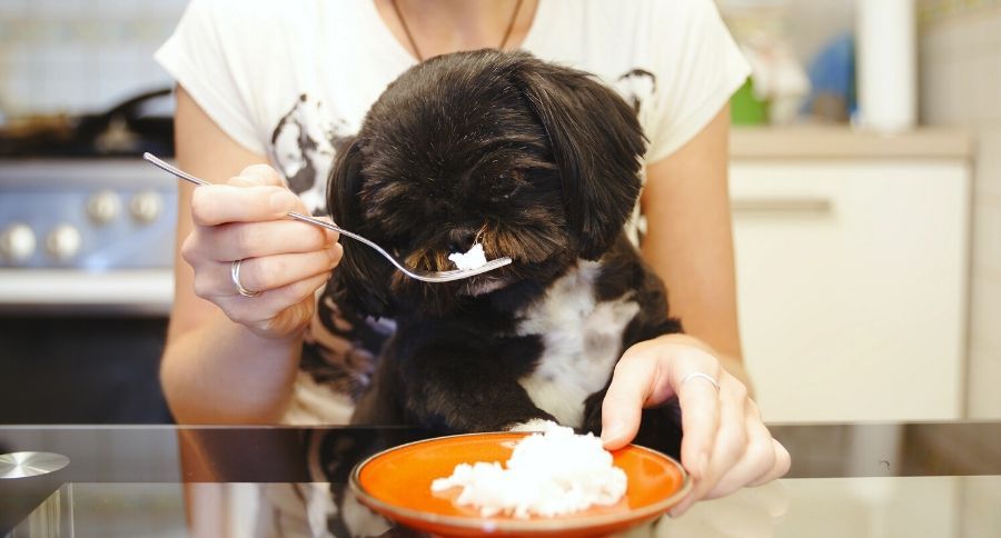 Dog Eating Rice