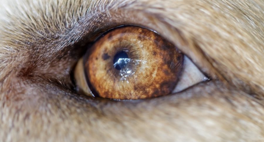 Dog's Color Blind