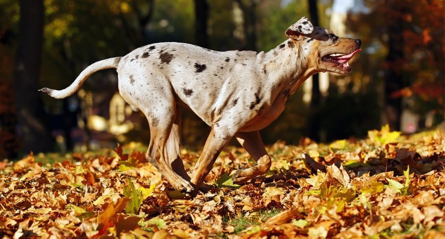 Catahoula Leopard Dog