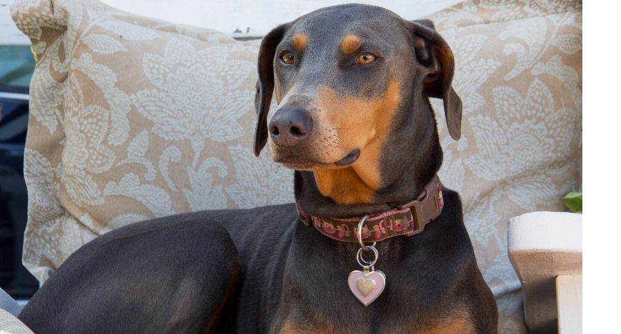Blue Doberman