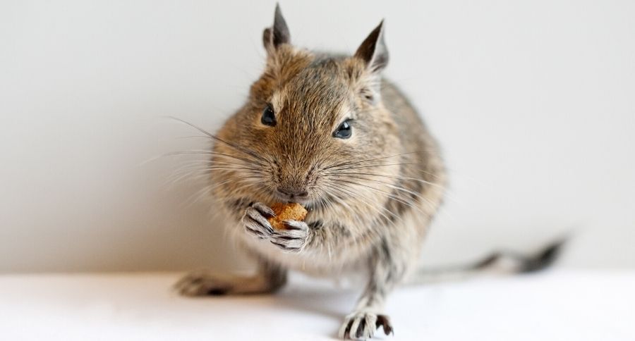 Degus