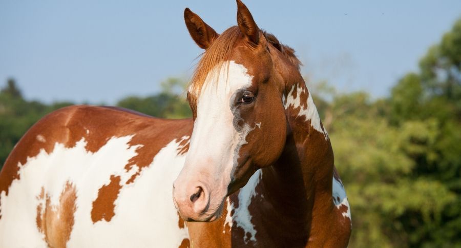 American Paint Horse