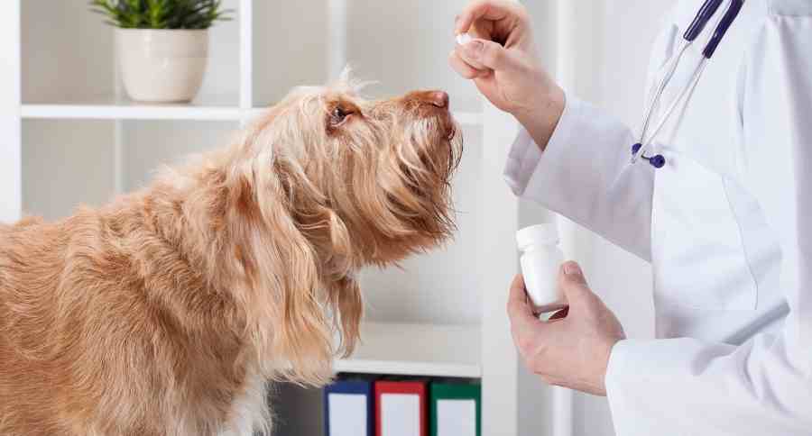 Dog Taking Medicine