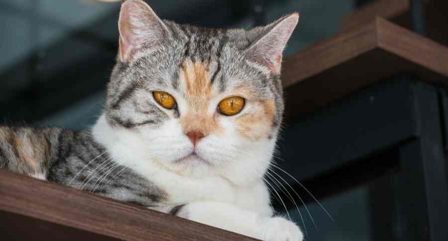 American Wirehair