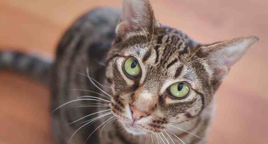 Ocicat