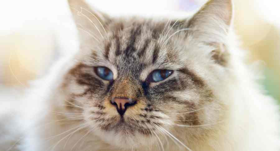 Ragamuffin Cat