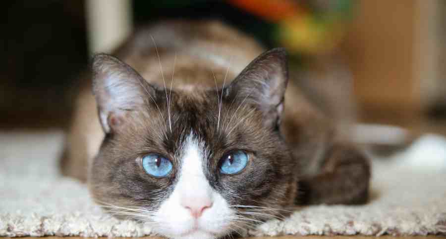 Snowshoe Cat