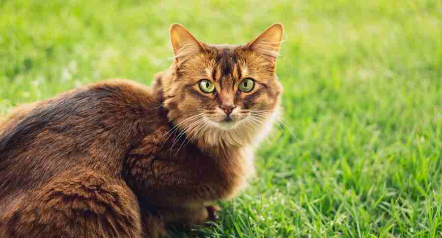 Somali Cat