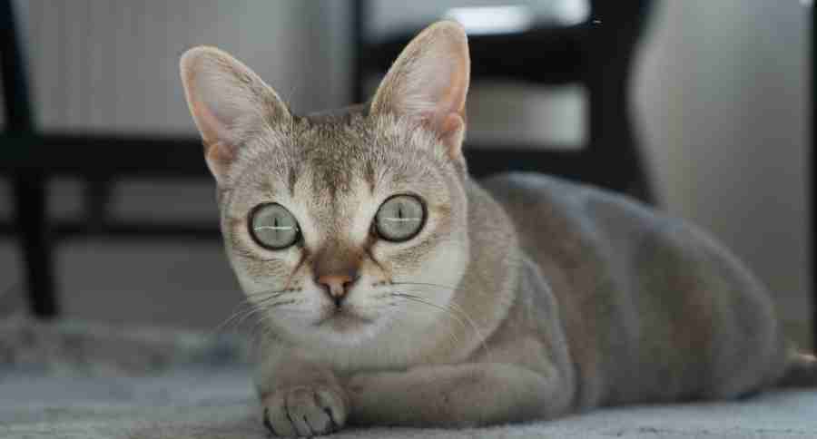 Singapura Cat