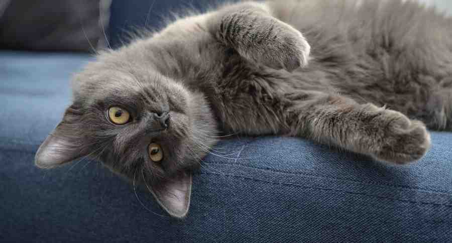Nebelung Cat