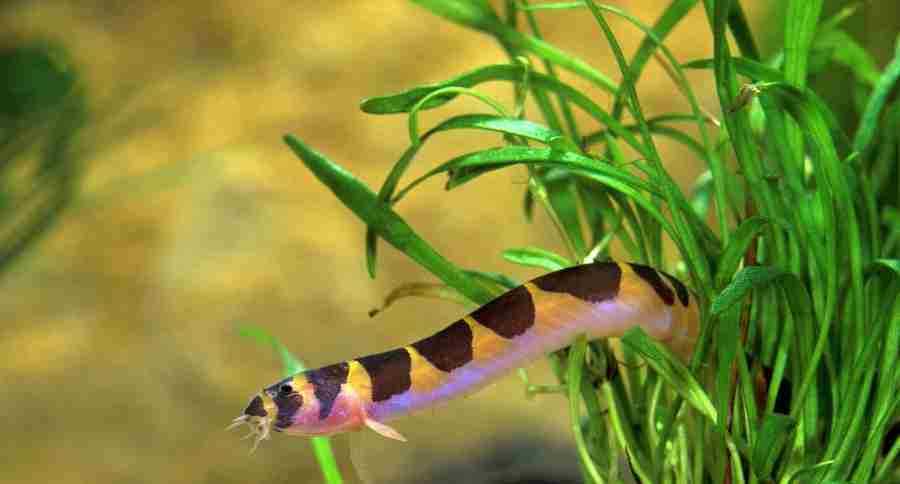 Kuhli Loach Fish