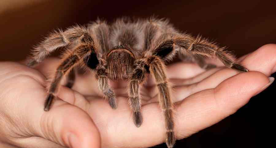 Tarantula