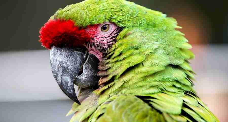 Macaw