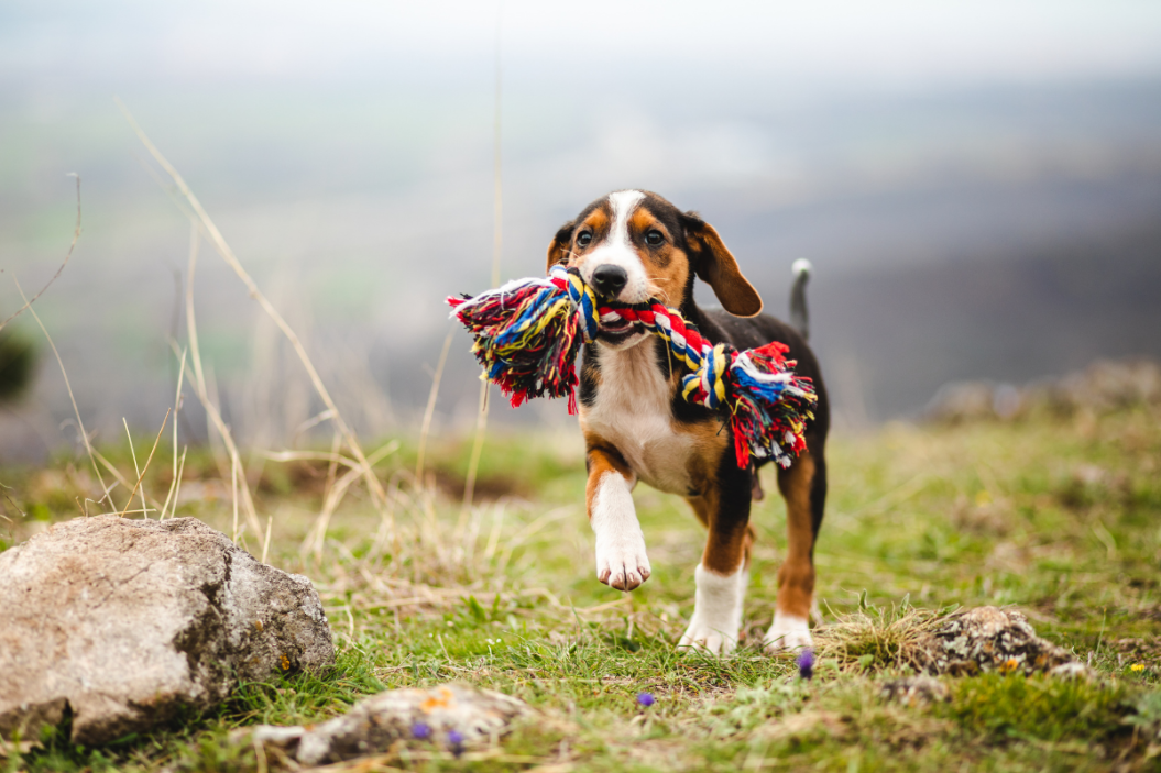 diy dog toys