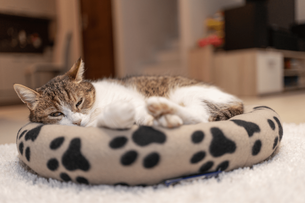 cute cat beds