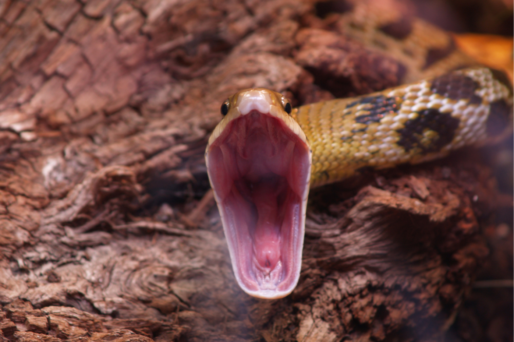 Snake "yawns" before a meal.