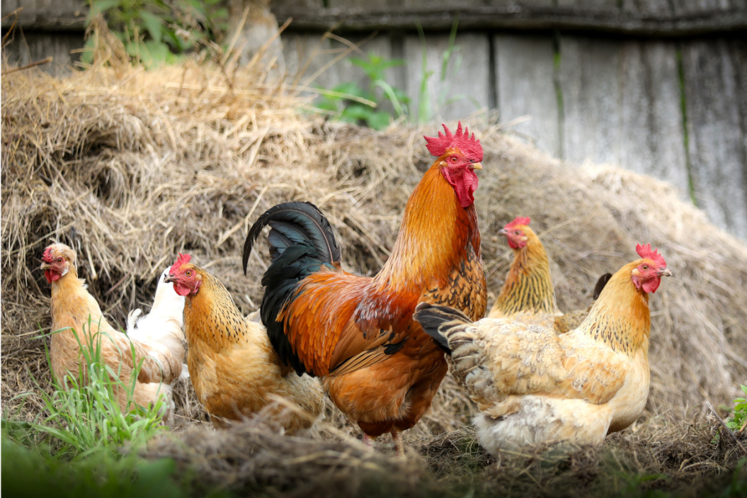best chicken bedding