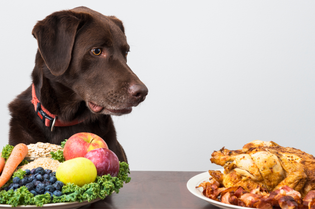 can dogs be vegan