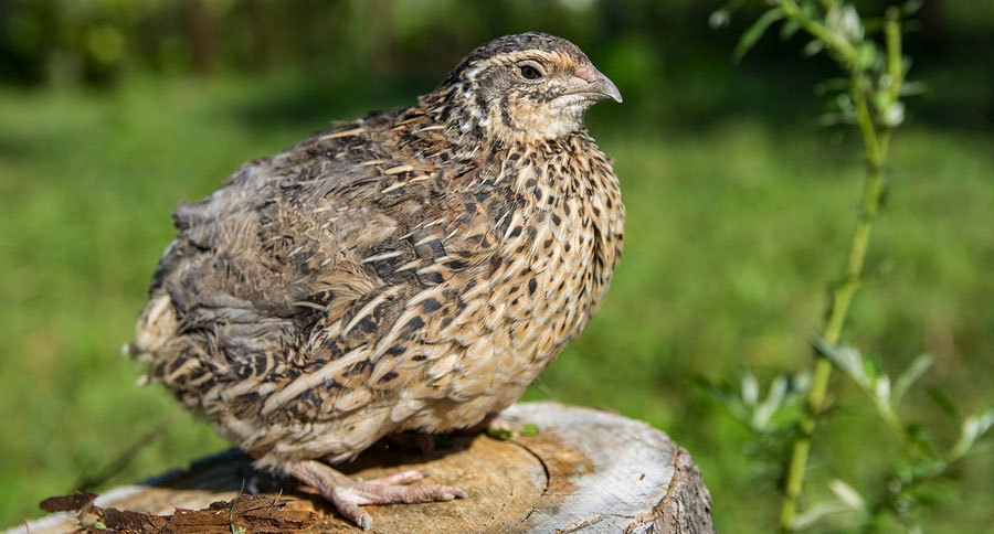 coturnix quail