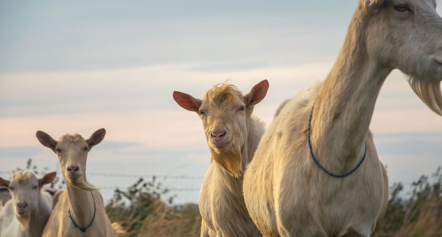 goats