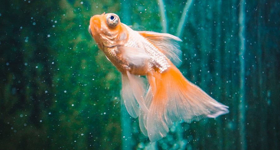 goldfish