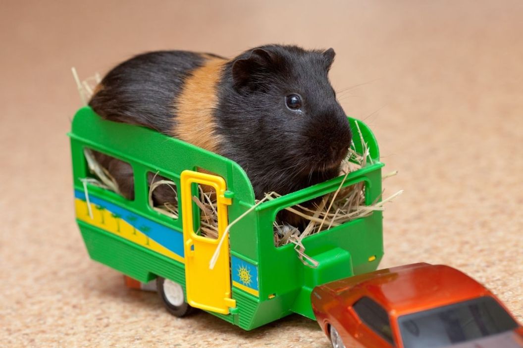 guinea pig toys