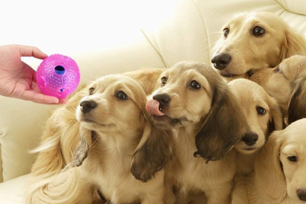interactive dog toy