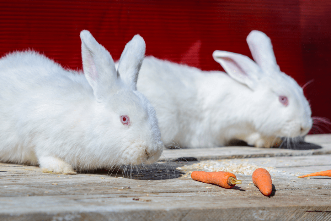 New Zealand white rabbits munch on carrots.