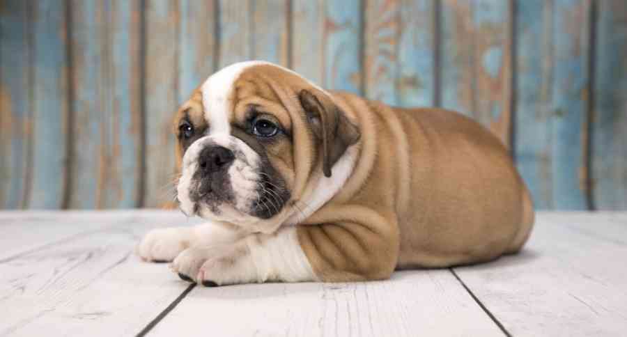 Victorian Bulldog