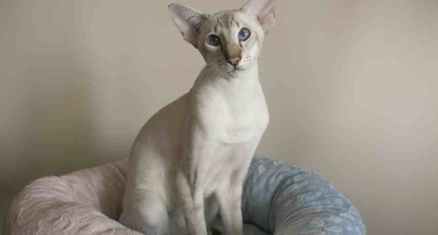 Oriental Shorthair