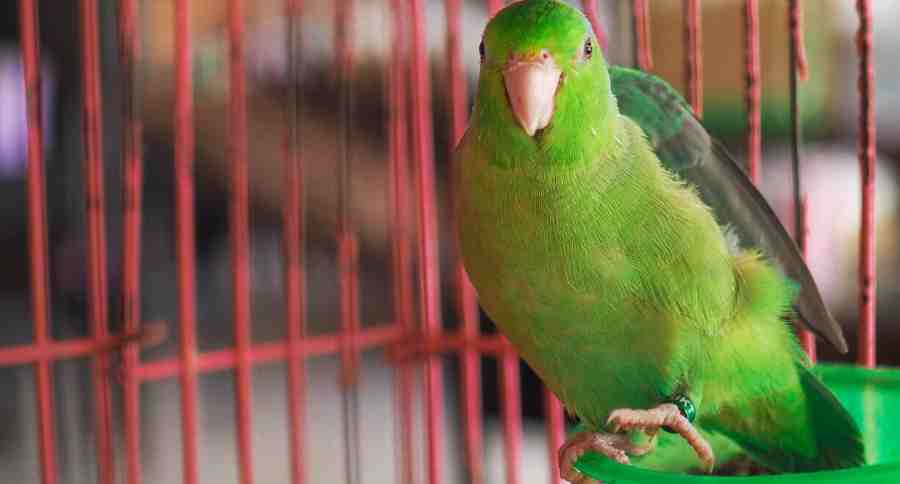 Green Parrot