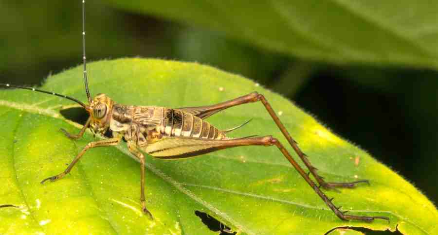 Crickets