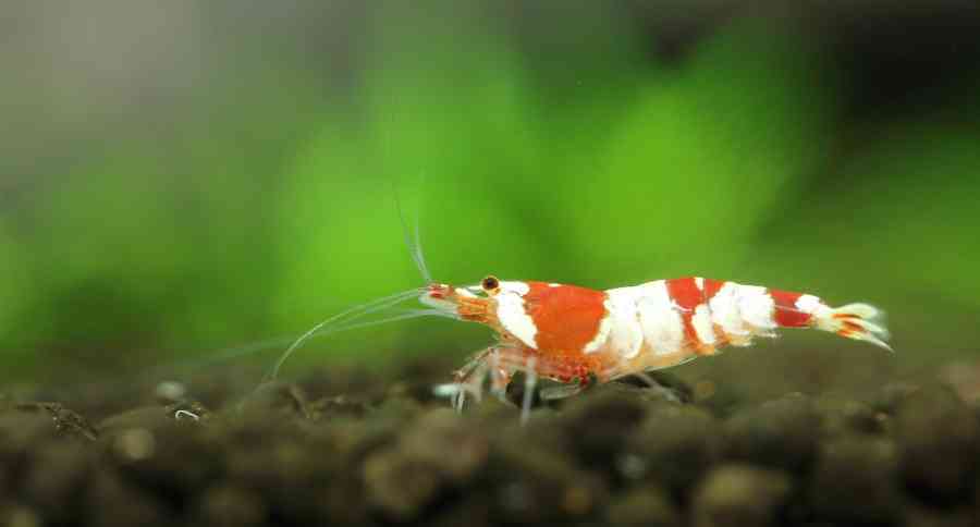 Shrimp