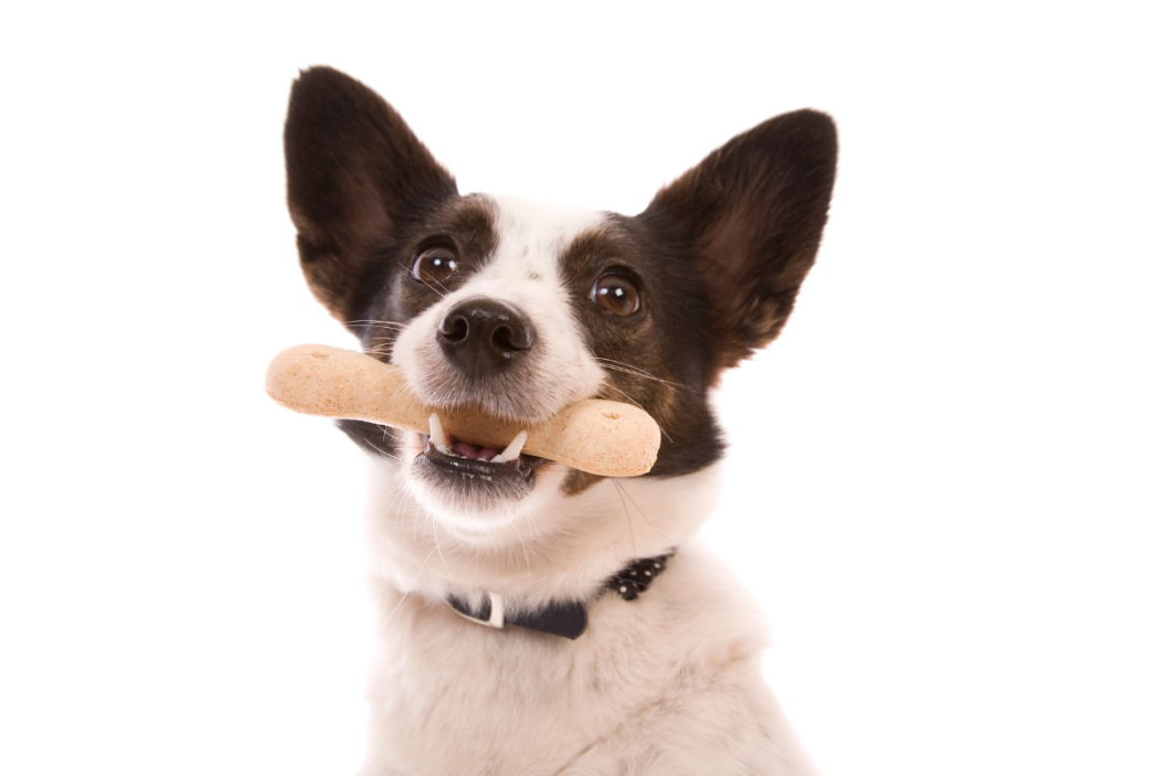 best dog dental treats