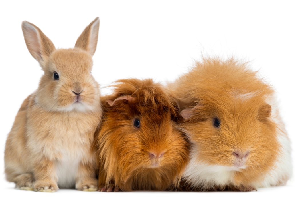 are rabbits rodents