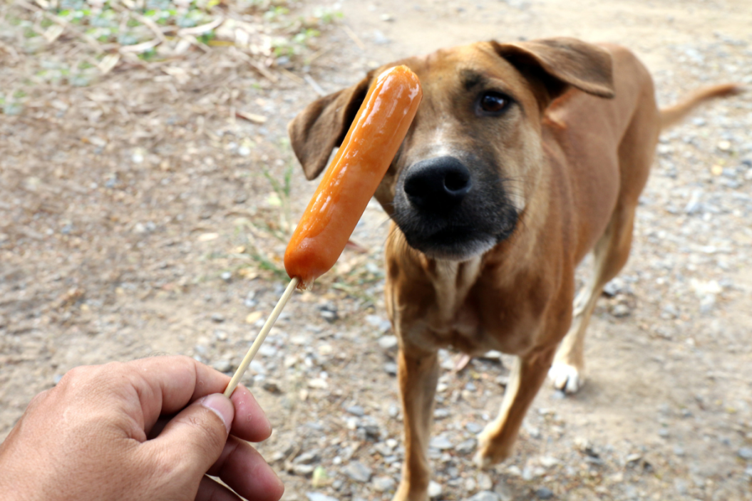 can dogs eat hot dogs