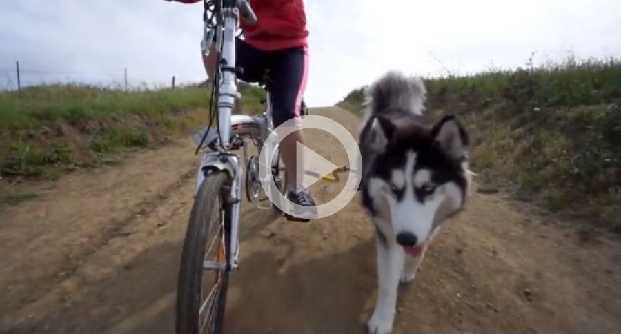 dog bike tow leash FI