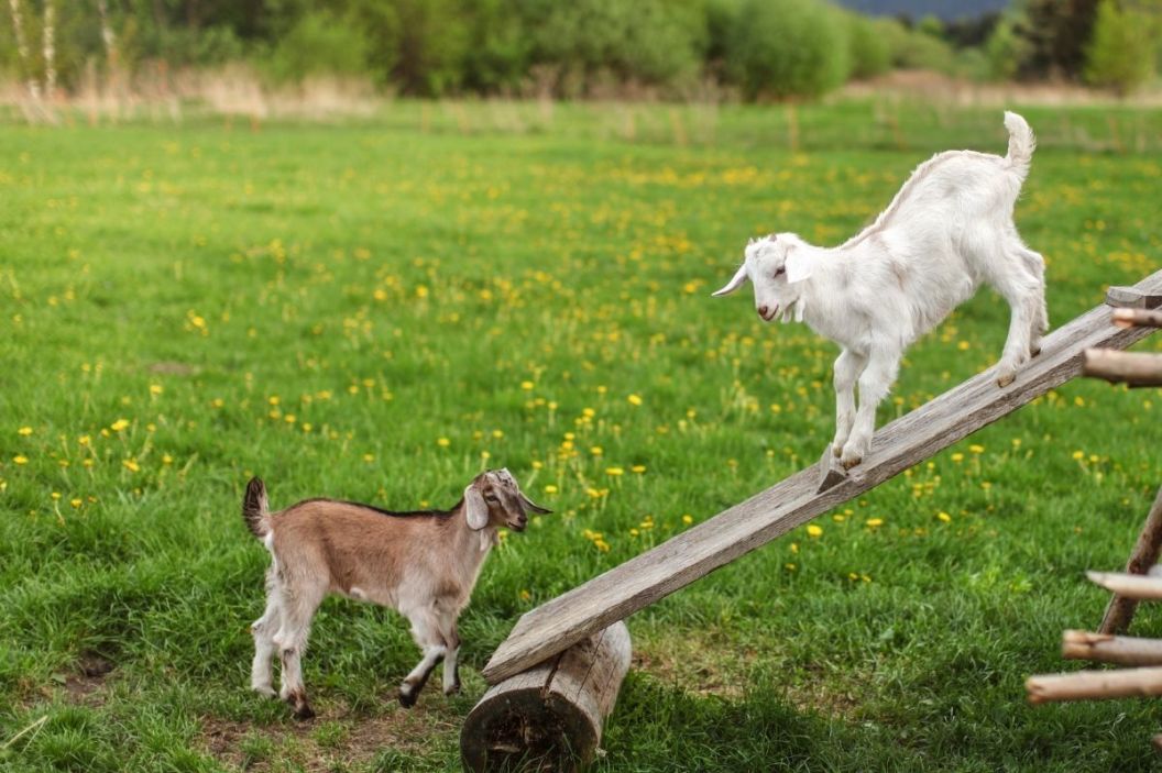 goat toys