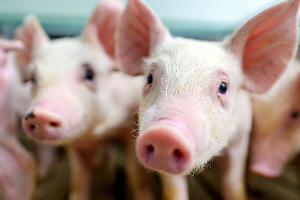 Small pigs stick close together.