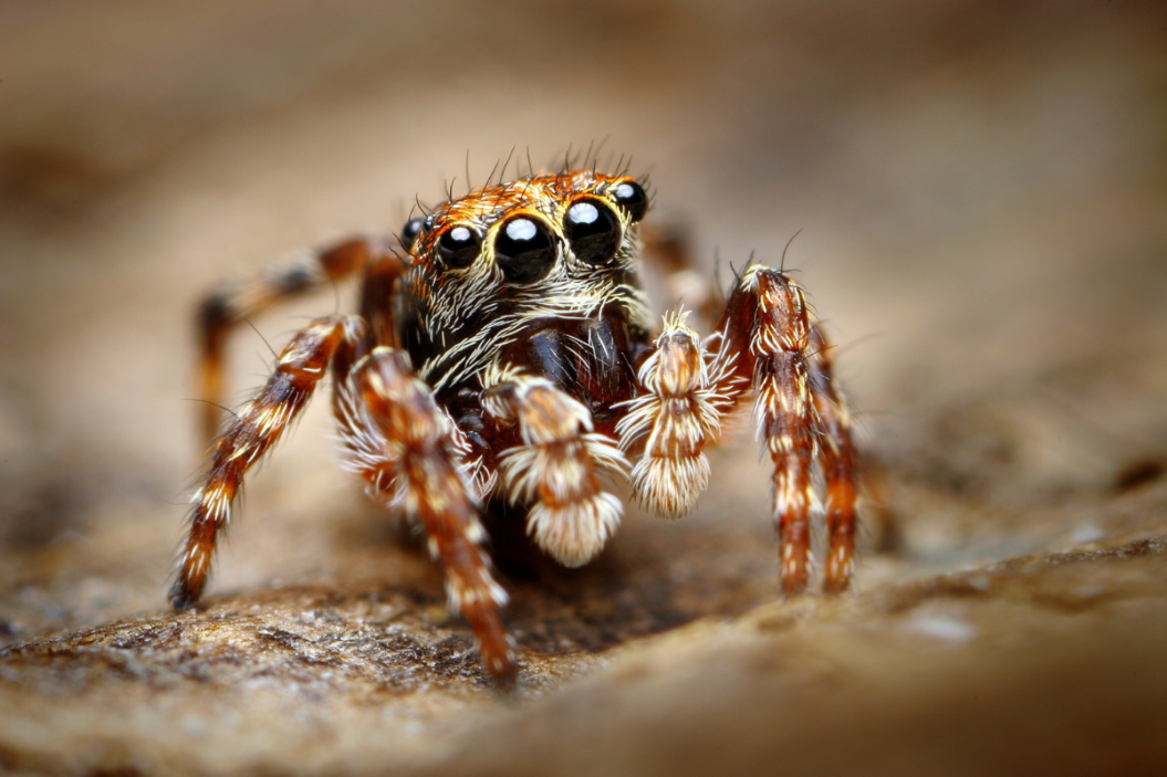 Spider Puns and Jokes
