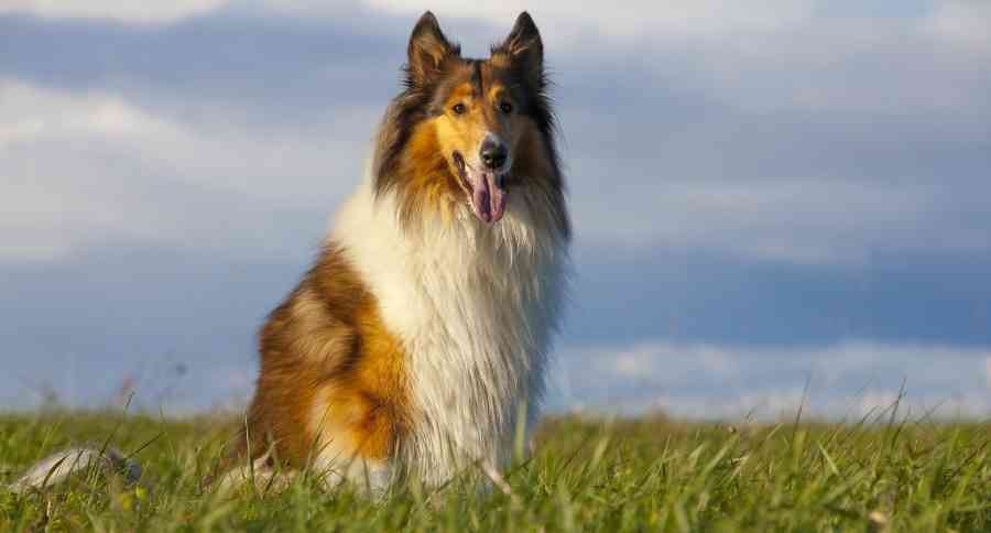 Rough Collie