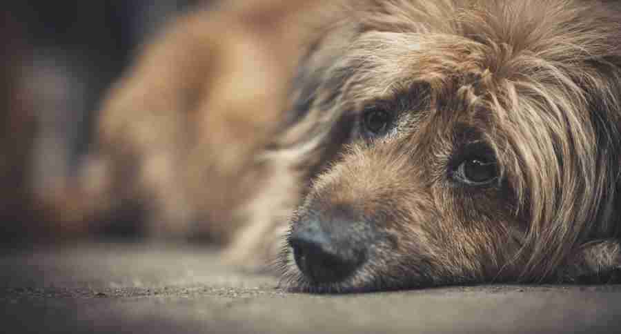 Stray Homeless Dog