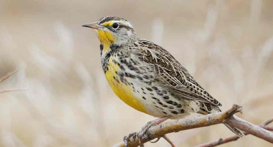 Western Meadowlark