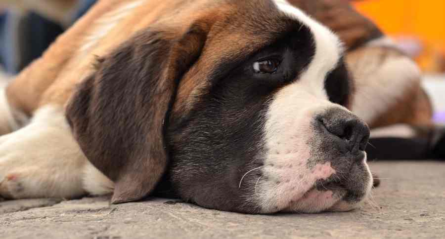 Saint Bernard