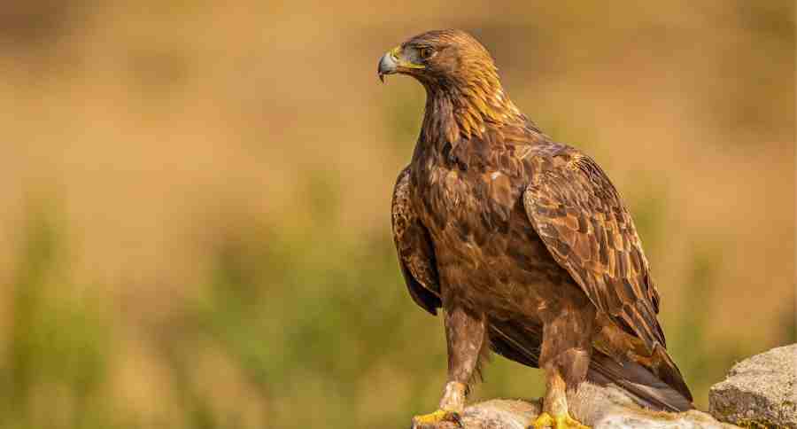 Golden Eagle