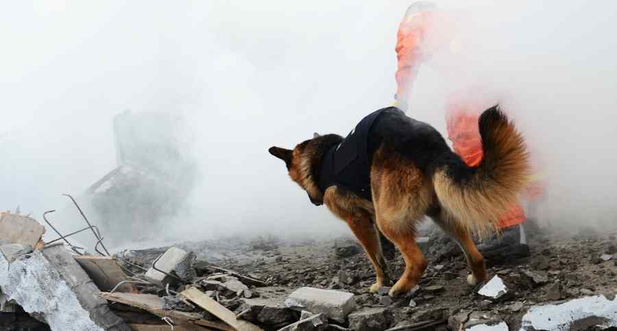 9/11 dog