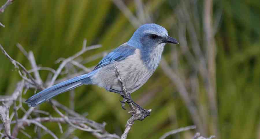 Florida Scrub-jay