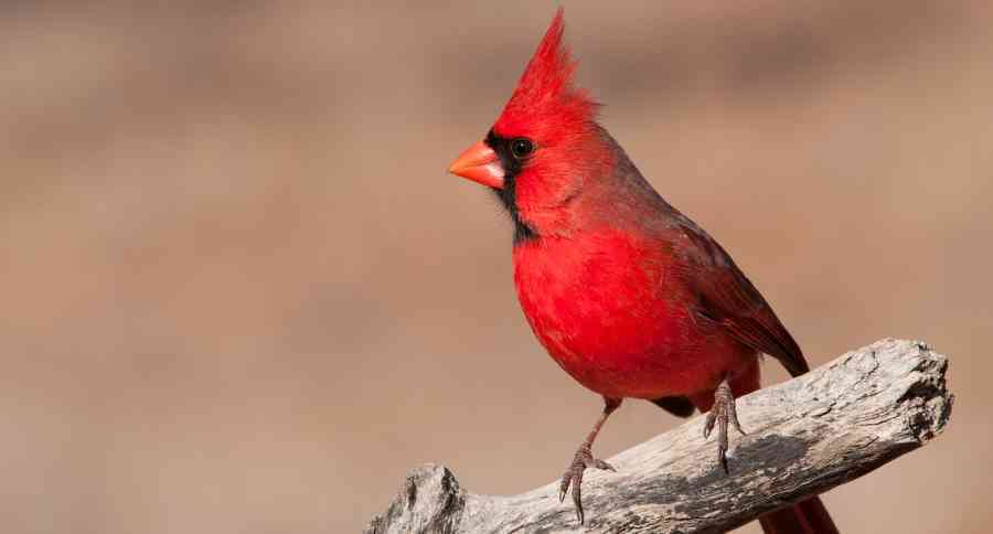 Northern Cardinal