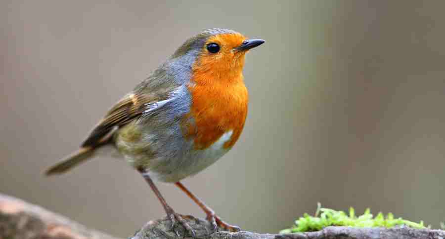 Robins
