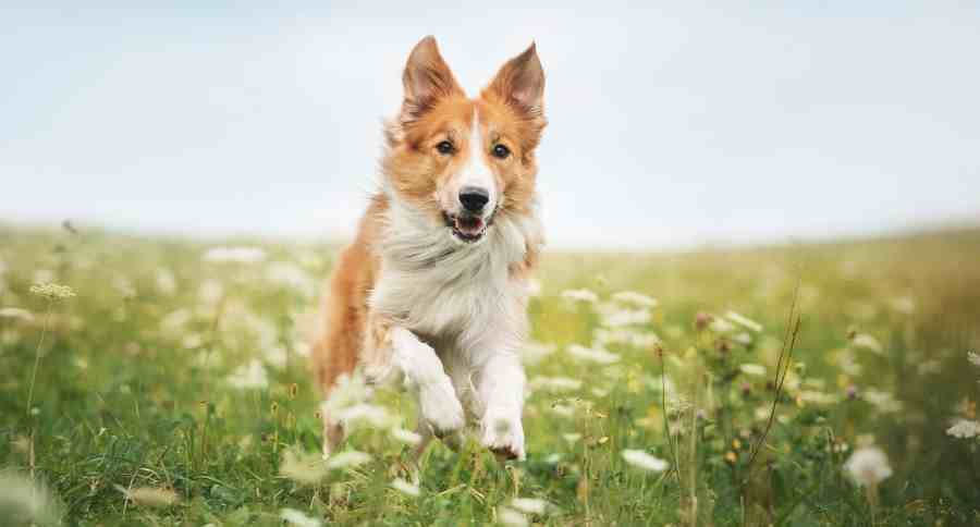 Bobbie Wonderdog